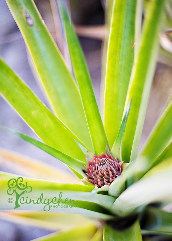 growing a pineapple